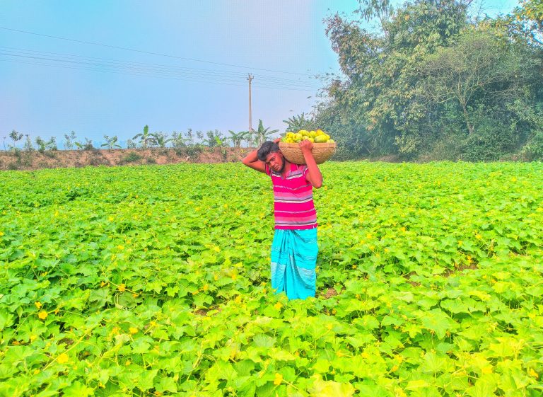 খিরা চাষ করে ভাগ্য বদলের স্বপ্ন দেখছে নন্দীগ্রামের রানা