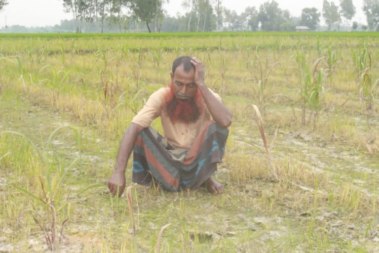 কীটনাশক বিক্রেতার দেওয়া ভুল আগাছানাশকে পুড়লো আঁখ ক্ষেত