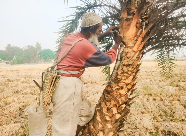 খেজুর রস সংগ্রহে ব্যস্ত নন্দীগ্রামের গাছিরা