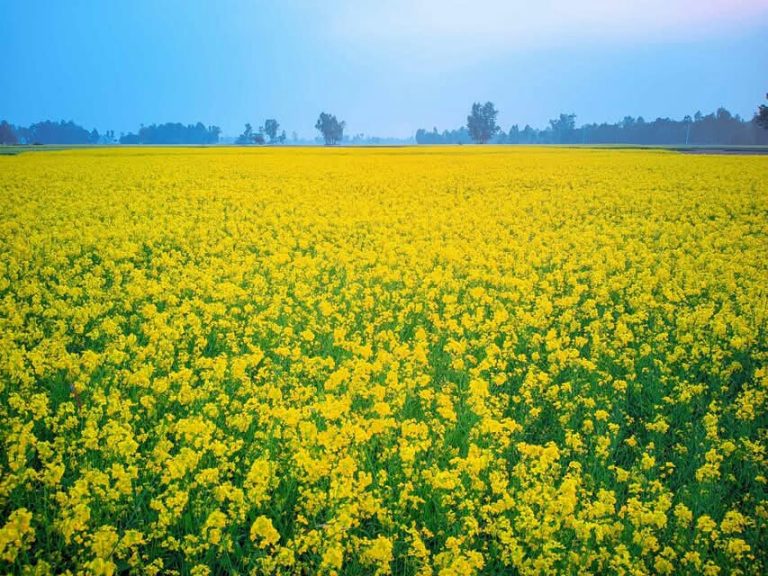 নন্দীগ্রামে সরিষার ফুলের সমারোহ, হলুদের হাসিতে ফসলের মাঠ