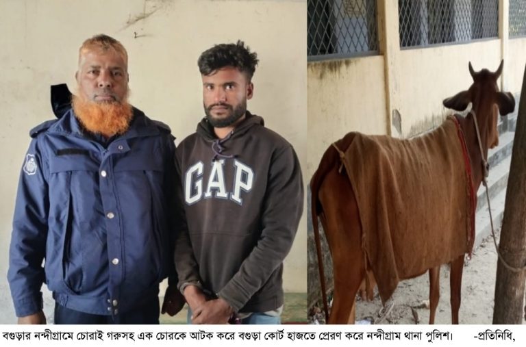 নন্দীগ্রামে চোরাই গরুসহ চোর আটক