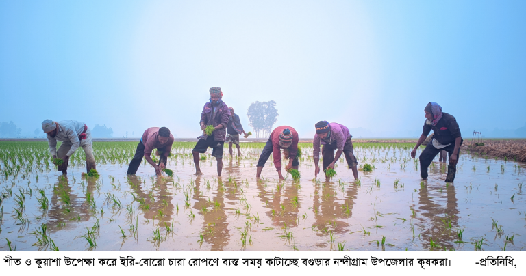 নন্দীগ্রাম শীত ও কুয়াশা উপেক্ষা করে ইরি-বোরো চারা রোপণে ব্যস্ত কৃষক