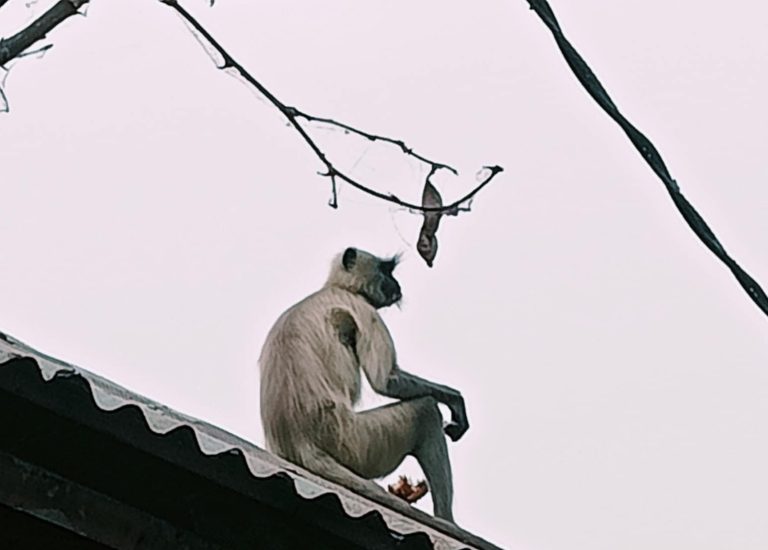 নন্দীগ্রামে লোকালয়ে ঘুরে বেড়াচ্ছে মুখপোড়া হনুমান