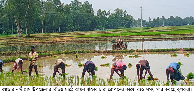 নন্দীগ্রামে আমন ধানের চারা রোপনে ব্যস্ত সময় পার করছে কৃষক