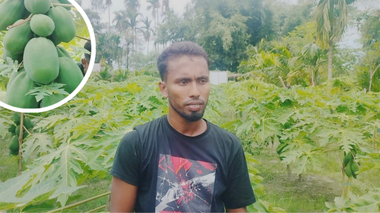 রাজারহাটে তাই ওয়ান কিং পেঁপের বাম্পার ফলনে সফল উদ্যোক্তা রাকিবুল