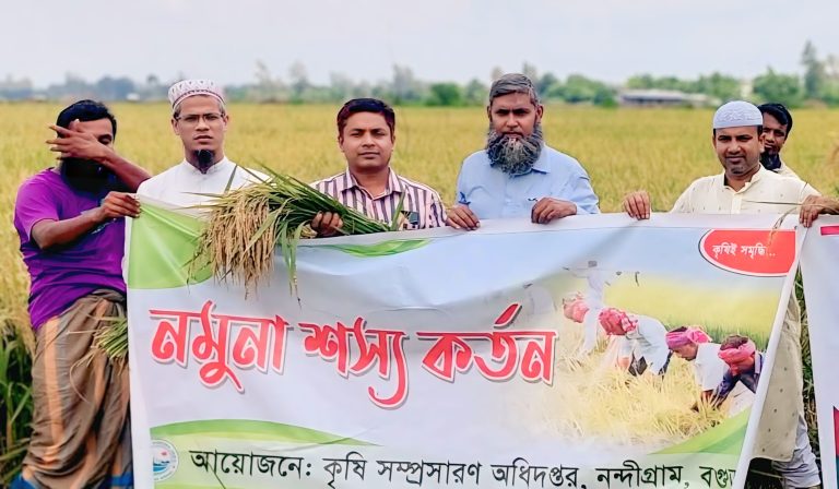 নন্দীগ্রামে আউশ ধানের নমুনা শস্য কর্তন উদ্বোধন 