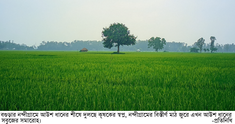 নন্দীগ্রামে আউশ ধানের শীষে দুলছে কৃষকের স্বপ্ন