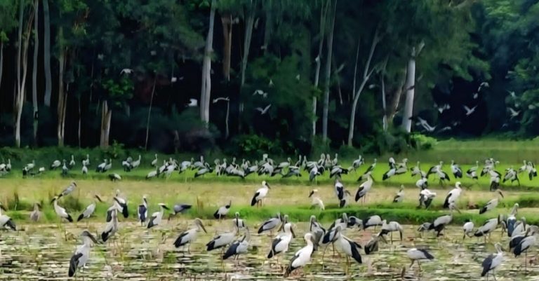 নন্দীগ্রামে ফিরেছে দুর্লভ শামুকখোল: আবাসস্থল নিয়ে সচেতনতার তাগিদ